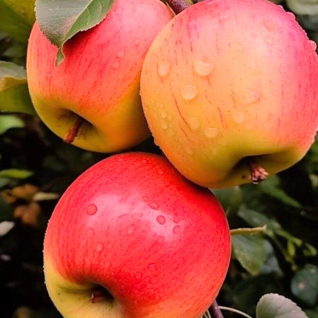 pomi fructiferi mar fuji