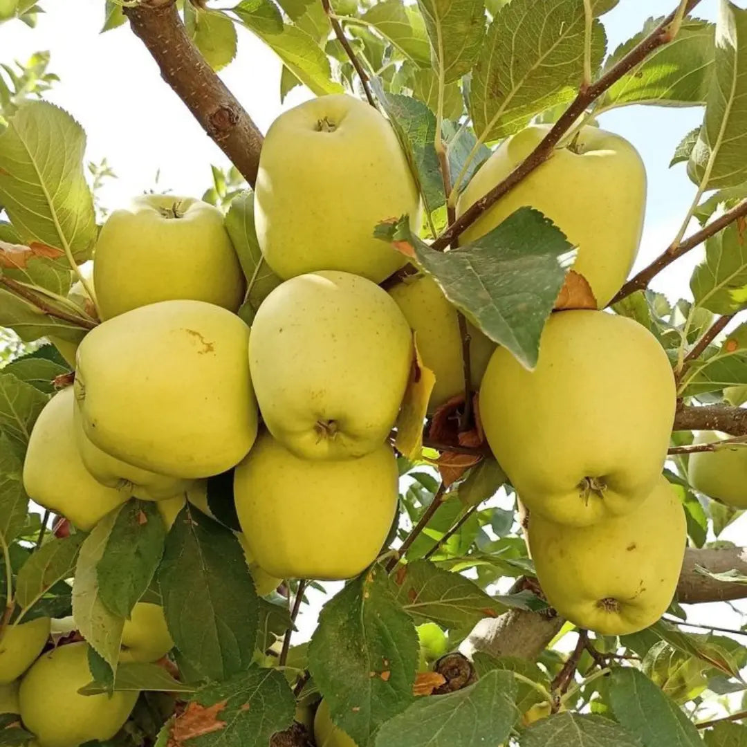 pomi fructiferi mar golden delicious