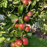 pomi fructiferi mar jonathan