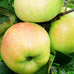 pomi fructiferi mar poinic