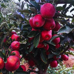 pomi fructiferi mar red delicious