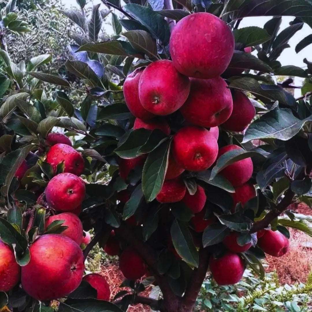 pomi fructiferi mar red delicious