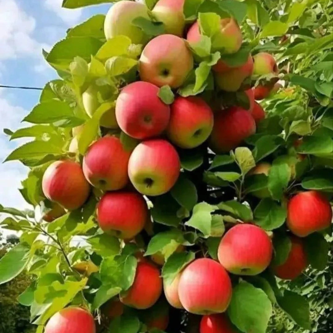 pomi fructiferi meri5