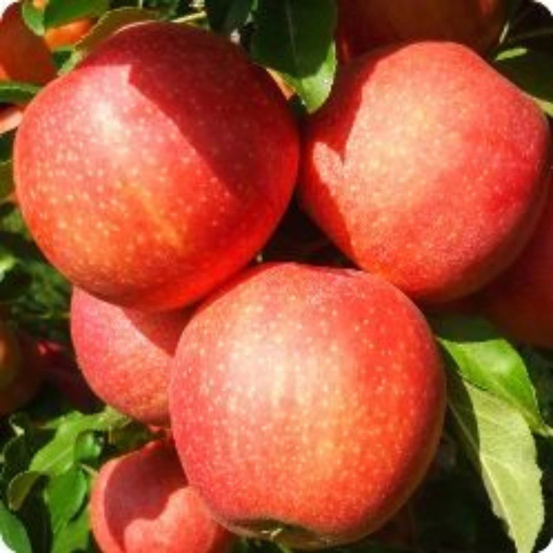 pomi fructiferi meri6