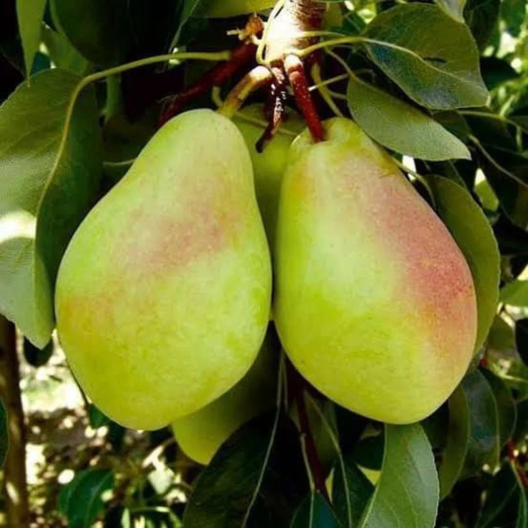 pomi fructiferi napoca