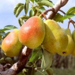 pomi fructiferi par de august