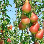 pomi fructiferi par decana de iarna