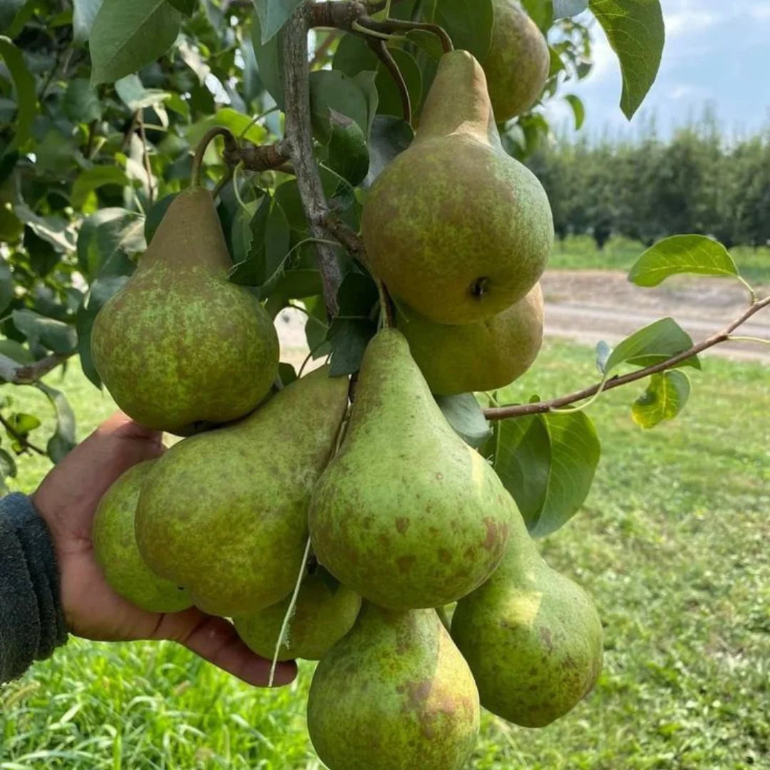 pomi fructiferi par domnesc