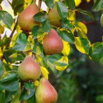 pomi fructiferi par triumf