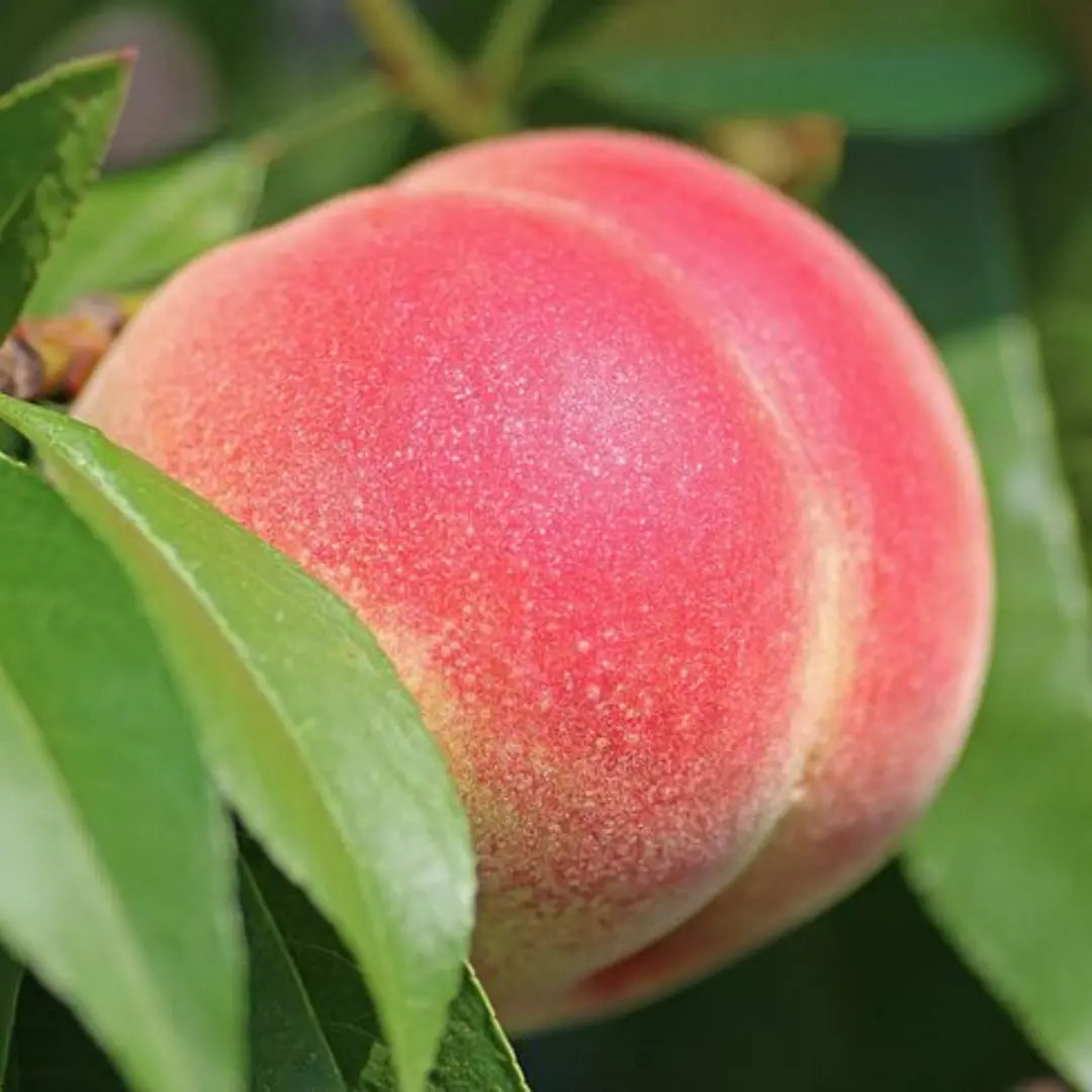 pomi fructiferi piersic splendid