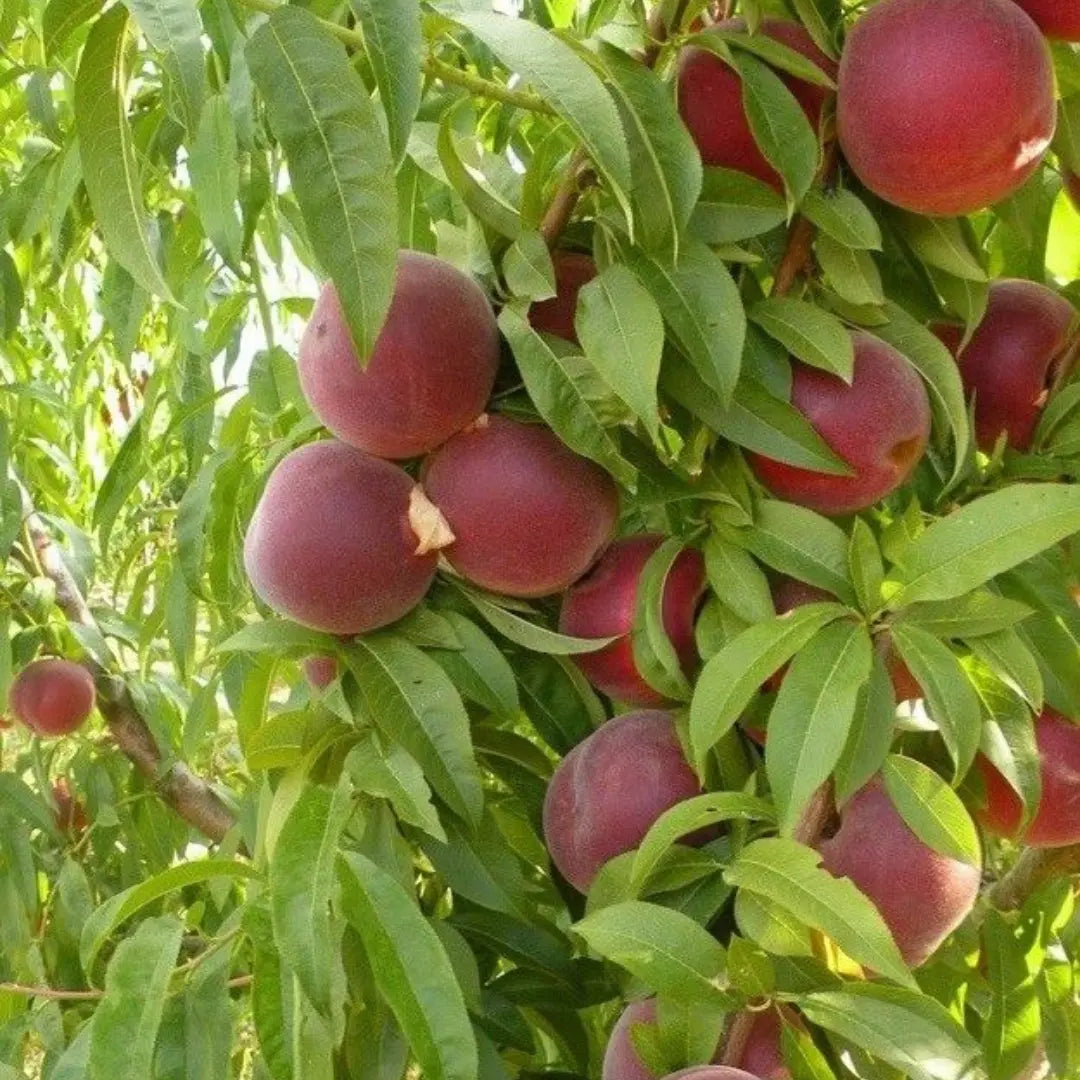 pomi fructiferi piersic springold