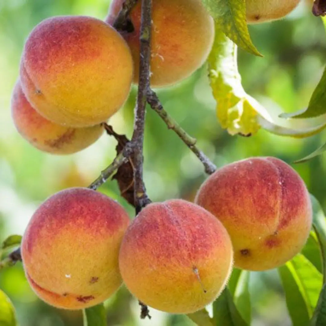 pomi fructiferi piersic superba de toamna