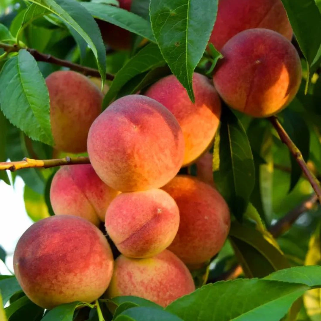 pomi fructiferi piersic triumf