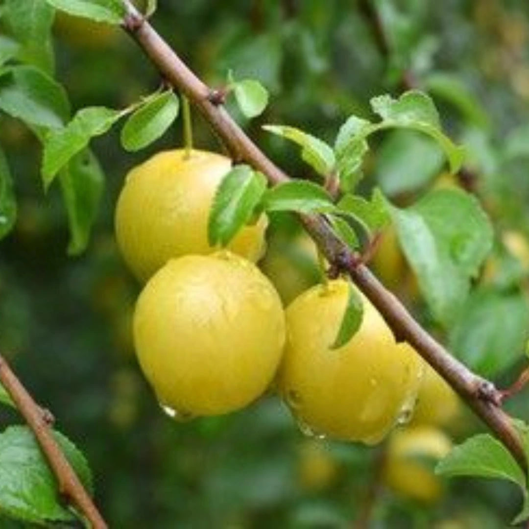 pomi fructiferi prun Renclod Pecica