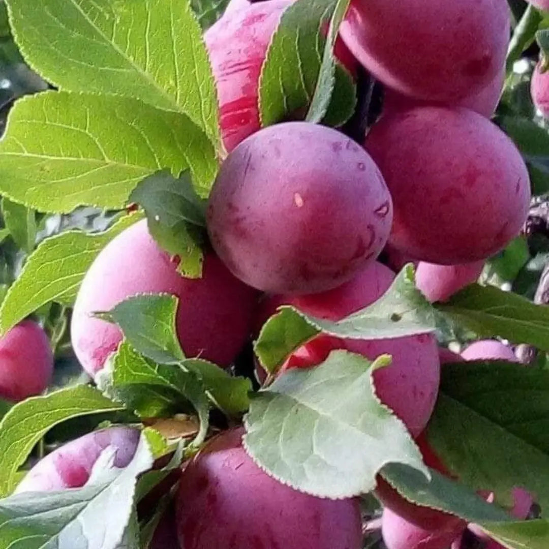 pomi fructiferi prun avalon