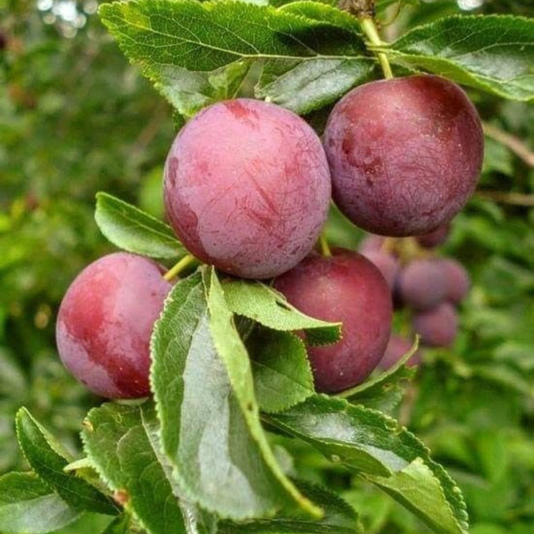 pomi fructiferi prun baya aurelia