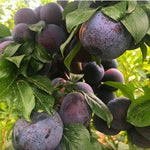 pomi fructiferi prun black beauty