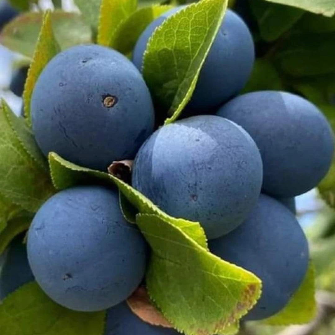 pomi fructiferi prun centenar