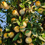 pomi fructiferi prun japonez galben