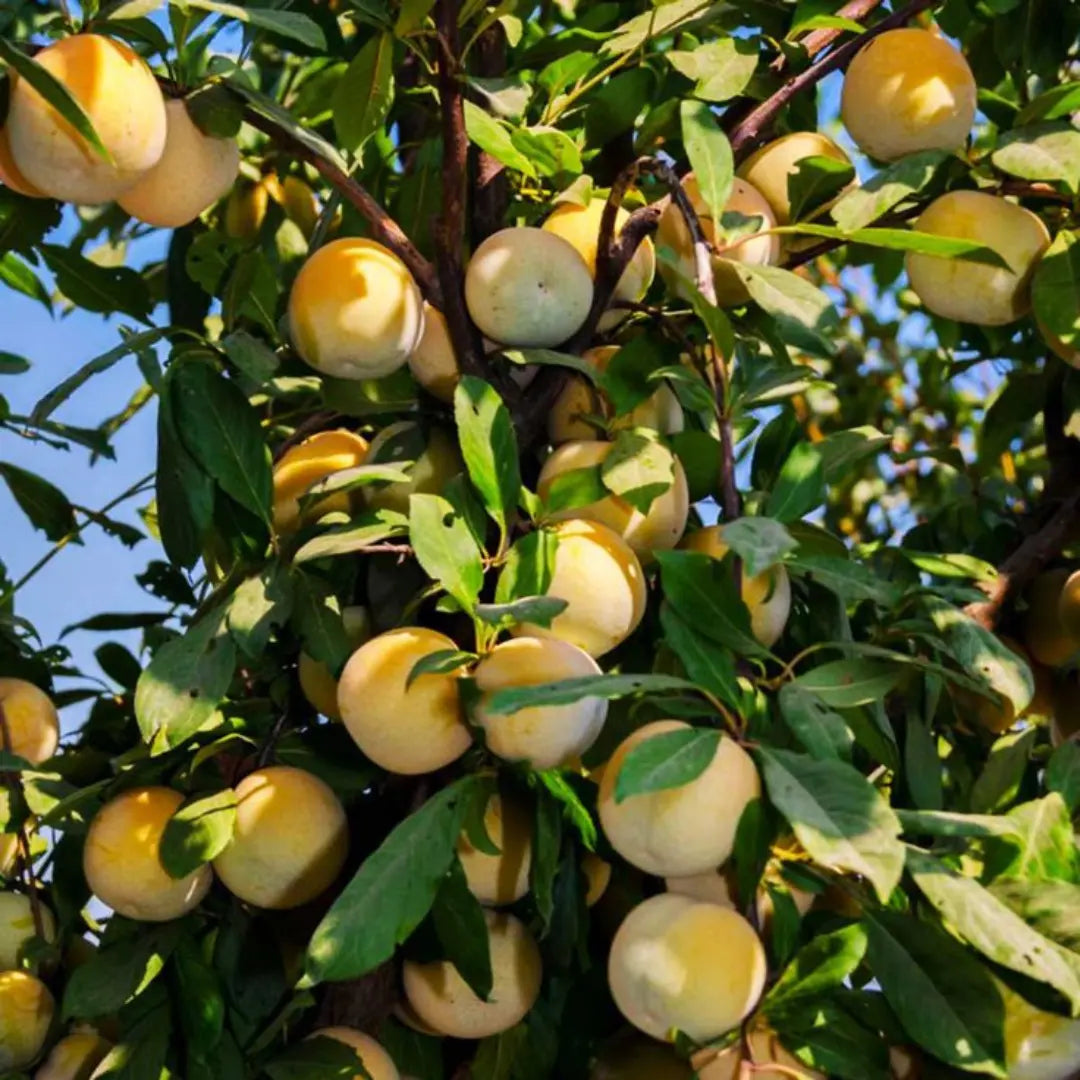pomi fructiferi prun japonez galben