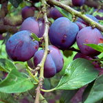 pomi fructiferi prun japonez tarziu piep