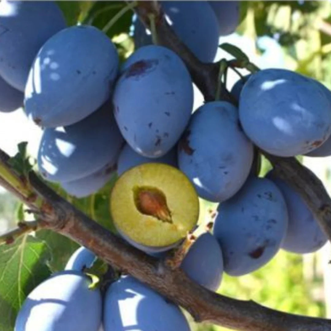 pomi fructiferi prun stanley