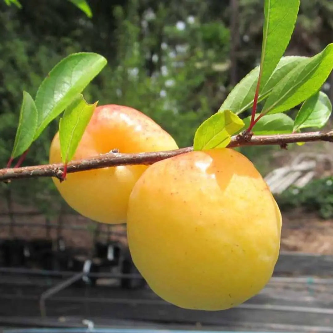 pomi fructiferi prunele de aur