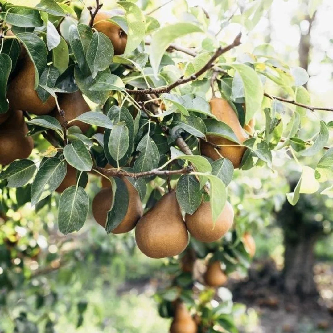 pomi fructiferi untoasa bosc